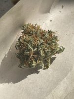 IMG_0778.jpeg