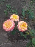 IMG_20250612_125247.jpg