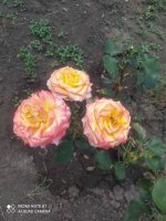 IMG_20250612_125247_2.jpg