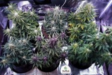 fastbuds-lsd-25-2.jpg