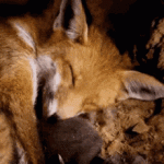 fox спит.gif