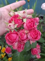 IMG_20250720_110445_399.jpg