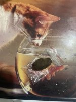 IMG_2039.jpeg