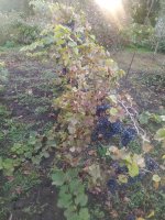 IMG_20251012_173441.jpg