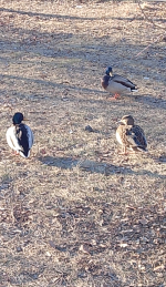 IMG_20251121_141721.png
