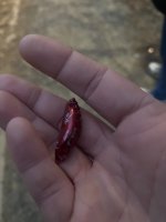 IMG_4279.jpeg