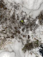 IMG_0303.jpeg