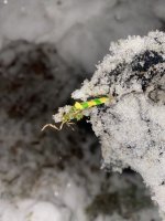 IMG_0304.jpeg