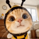 QRqv.gif