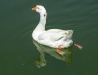 images (92).jpeg