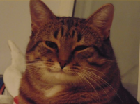 1774932493573.png