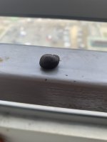 IMG_3793.jpeg