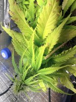 IMG_1689.jpeg