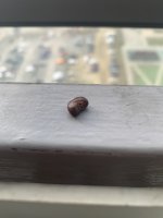 IMG_3821.jpeg