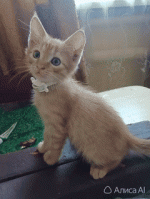 1000052832.gif