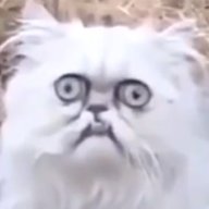 денч