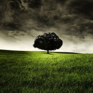 lonelygrass