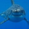 CrazyShark
