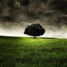 lonelygrass