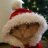 Новогодний_Кот